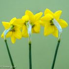 Narcissus 'Martinette'