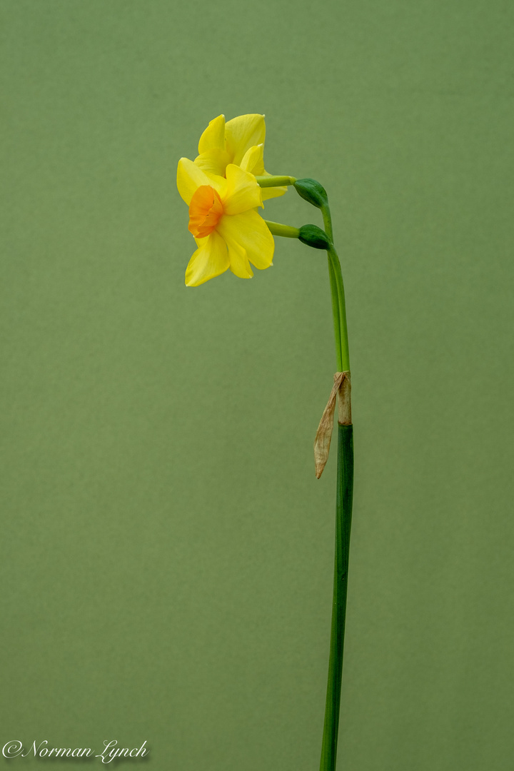 Narcissus Martinette Portrait