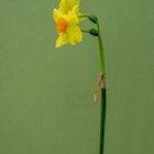 Narcissus Martinette Portrait