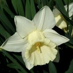 Narcissus 'Mount Hood'