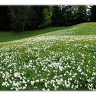 Narcissus multiplicabilis