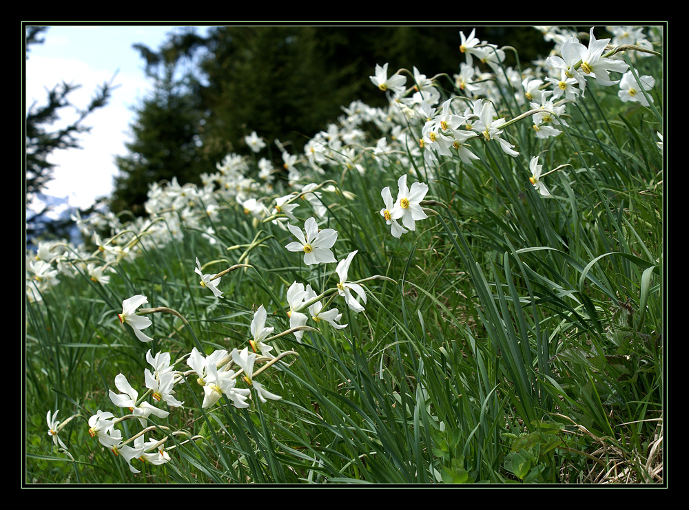 Narcissus multiplicabilis diagonalis