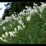 Narcissus multiplicabilis diagonalis