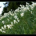 Narcissus multiplicabilis diagonalis