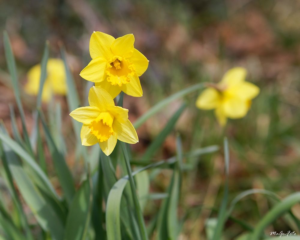 Narcissus / Narzisse Foto & Bild animations photographiques, les
