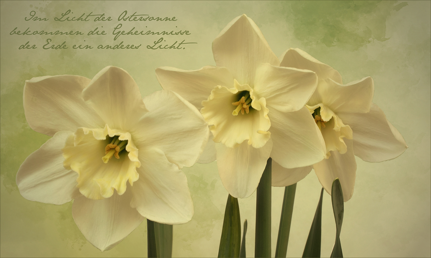 Narcissus - Narzissen...