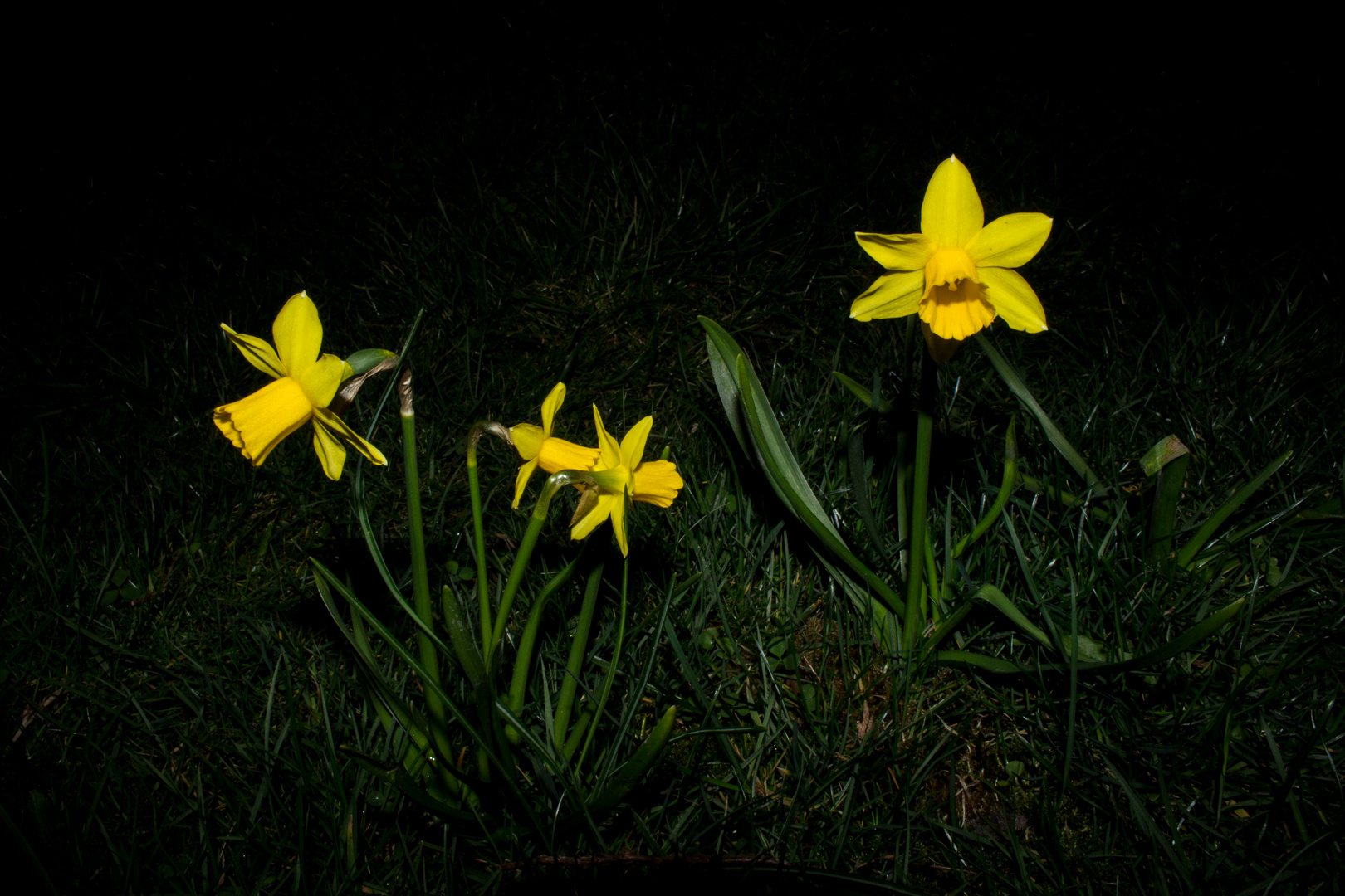 Narcissus / Osterglocke