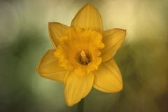 Narcissus - Osterglocke.... an geschützten Stellen...