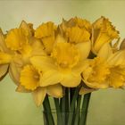 Narcissus - Osterglocken...