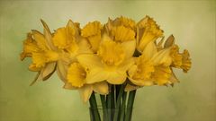 Narcissus - Osterglocken...