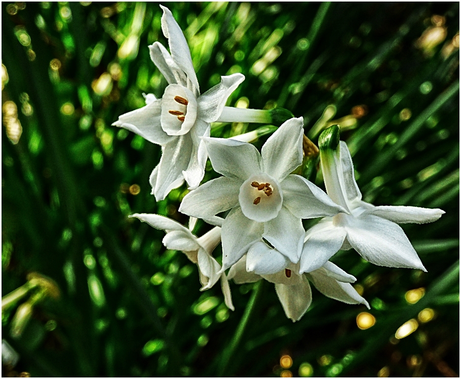 Narcissus "Paperwhite"