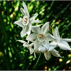 Narcissus "Paperwhite"