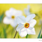 Narcissus poeticus...