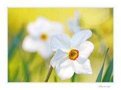 Narcissus poeticus...