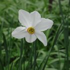 Narcissus poeticus