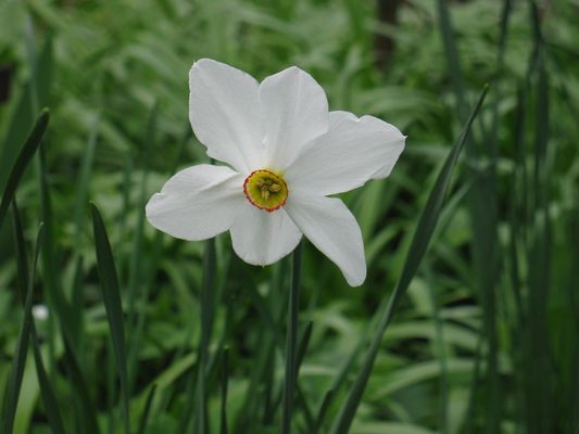 Narcissus poeticus