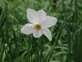 Narcissus poeticus von Vera M. Shulga 