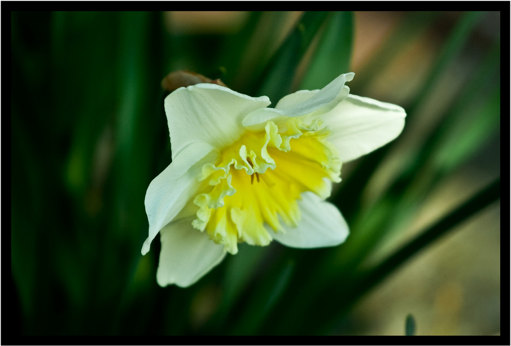 Narcissus poeticus