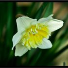 Narcissus poeticus