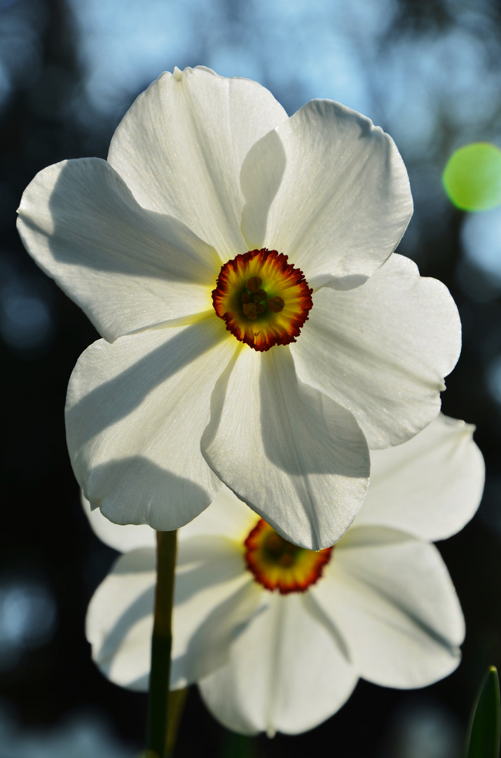 Narcissus poeticus, Dichternarzisse im Gegenlicht