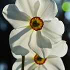 Narcissus poeticus, Dichternarzisse im Gegenlicht