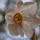 Narcissus poeticus