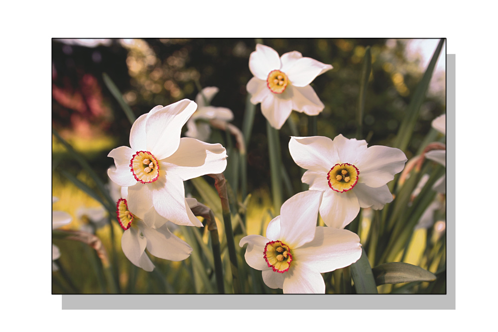 Narcissus poeticus (Fasanenaugnarzisse)