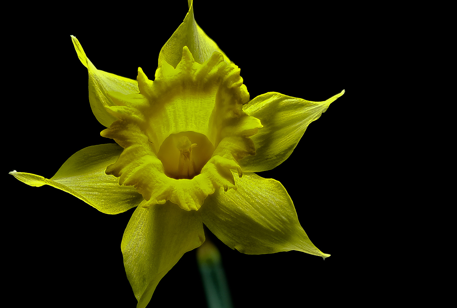 NarcissuS PseudonarcissuS