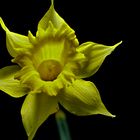 NarcissuS PseudonarcissuS