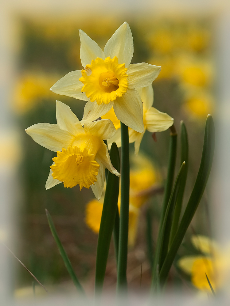 Narcissus pseudonarcissus