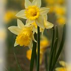 Narcissus pseudonarcissus