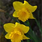 Narcissus pseudonarcissus