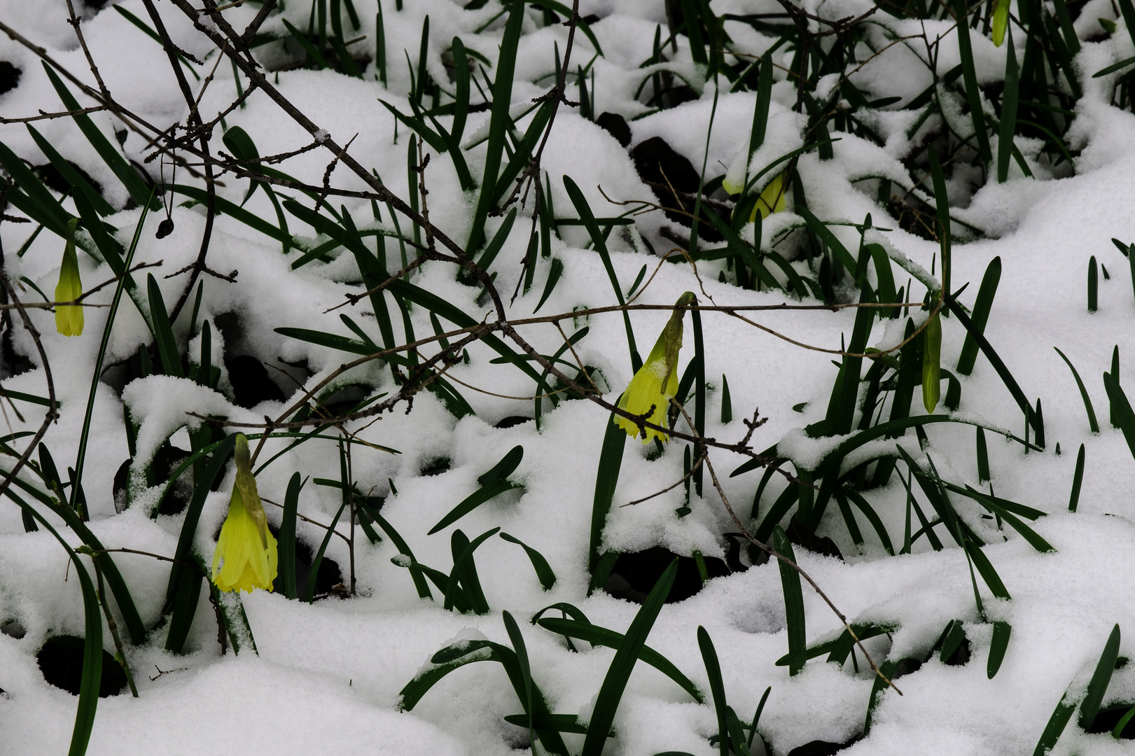 Narcissus pseudonarcissus im Winter