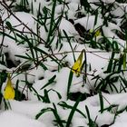 Narcissus pseudonarcissus im Winter