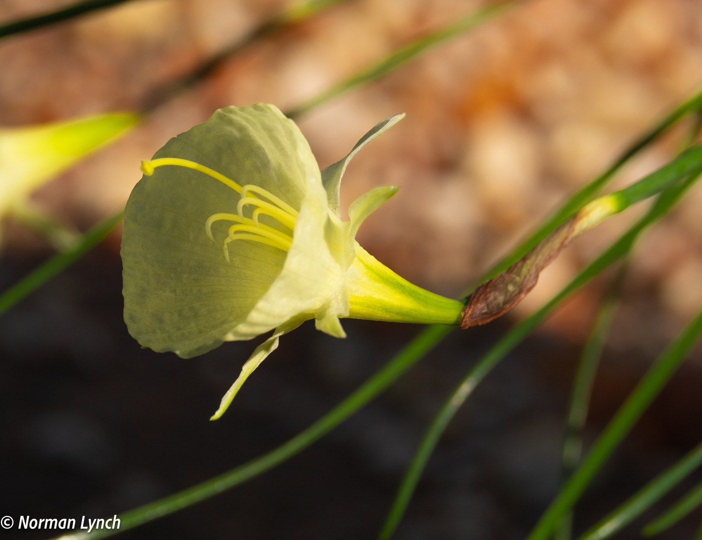 Narcissus Romieuxii Julia jane 