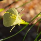 Narcissus Romieuxii Julia jane 