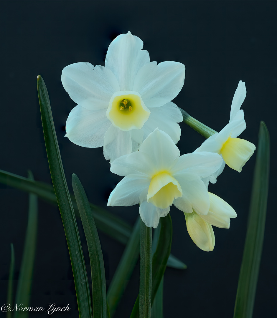 Narcissus Silver Chimes 