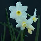 Narcissus Silver Chimes 