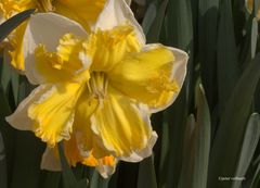 Narcissus Sovereign