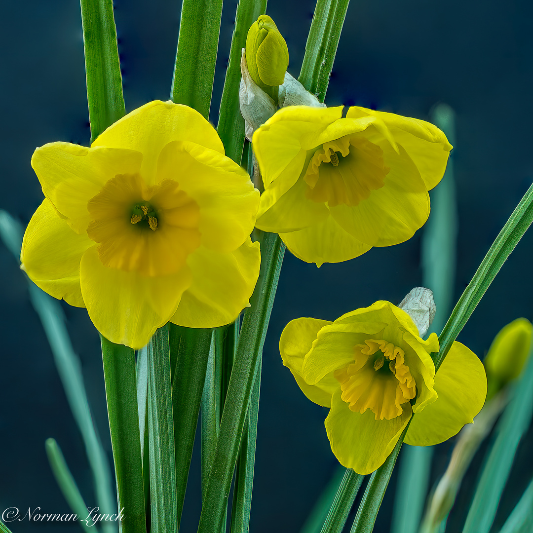 Narcissus Sun Disc 