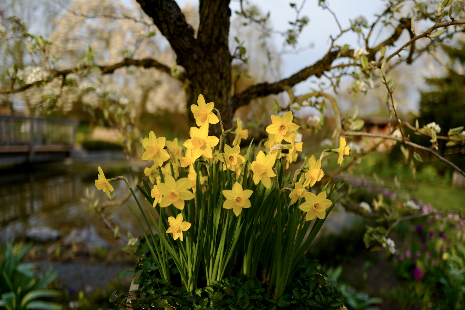 Narcissus Sweetness