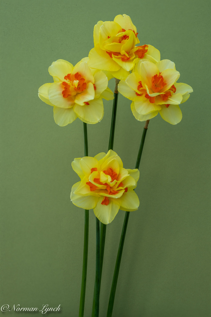 Narcissus Tahiti 