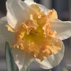 Narcissus 'Taurus'