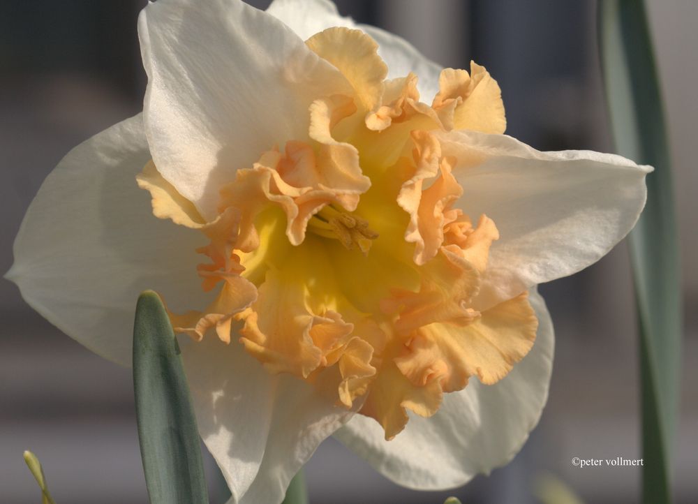 Narcissus 'Taurus'