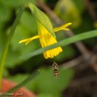 Narcissus Tete-a-tete with Hoverfly