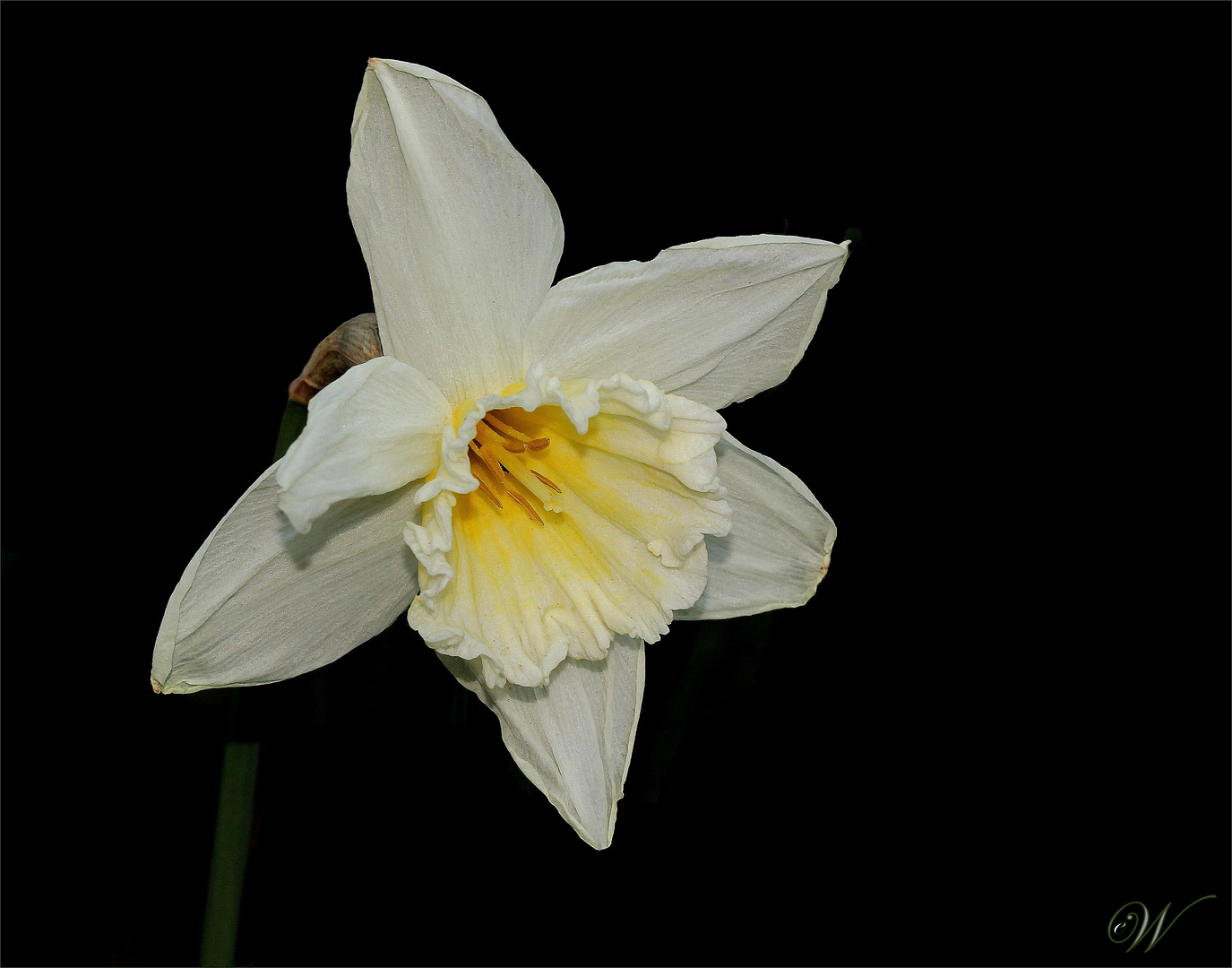 Narcissus 'thalia'