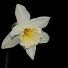 Narcissus 'thalia'