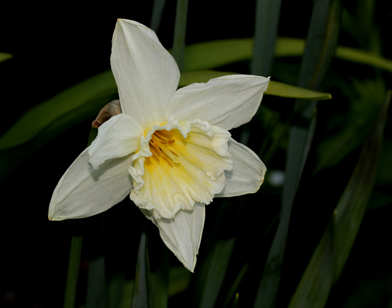 Narcissus 'thalia'