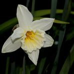Narcissus 'thalia'