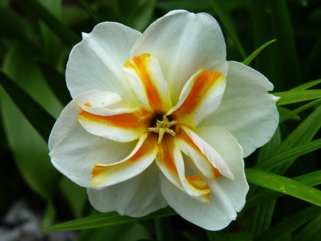 Narcissus Trepolo